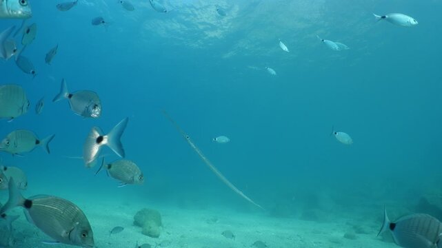cornet fish  cornetfish fistularia underwater ocean scenery Fistularia commersonii
