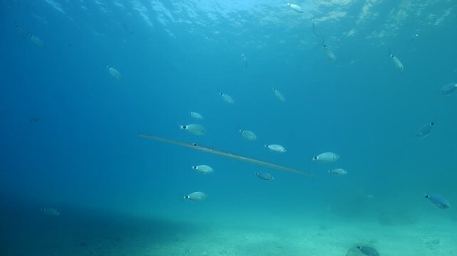 cornet fish  cornetfish fistularia underwater ocean scenery Fistularia commersonii