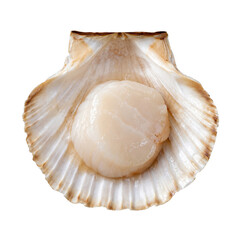 Single fresh raw scallop meat, glistening and plump, rests inside its natural shell on a clean white background © no one