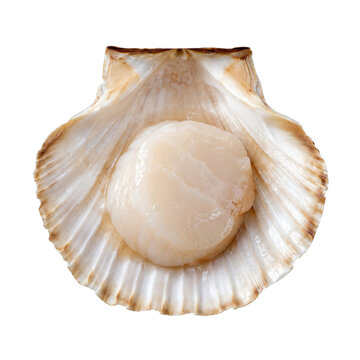 Single fresh raw scallop meat, glistening and plump, rests inside its natural shell on a clean white background