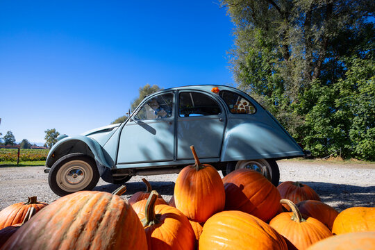 Citro&euml;n 2CV, sogenannte Ente, hinter zahlreichen K&uuml;rbissen