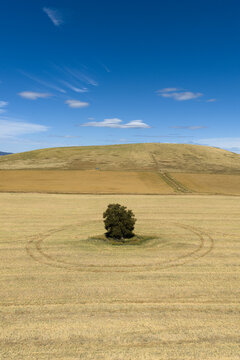 Solitary tree beneath lenticular clouds in central Victoria