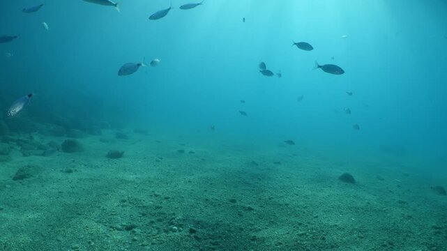 cornet fish  cornetfish fistularia underwater ocean scenery Fistularia commersonii