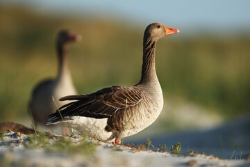 Greylag goose pair in soft winter wetland light © ADDICTIVE STOCK