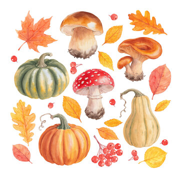 Autumn Watercolor Clipart Set - Pumpkins, Wild Mushrooms, Leaves and Berries