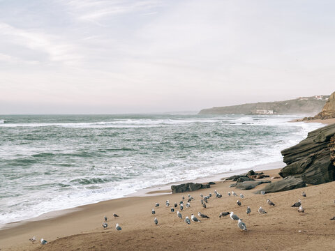 Seagull flock resting on a quiet portuguese coastline