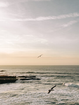 Seagulls glide above a tranquil portuguese ocean at sunset