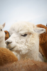 Obraz premium Fluffy alpaca with a funny expression, ideal for animal themes