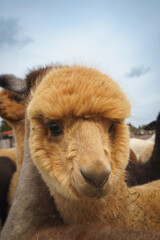Obraz premium Fluffy alpaca with a funny expression, ideal for animal themes