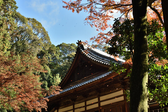 秋の安祥寺　観音堂とモミジ(京都市山科区)