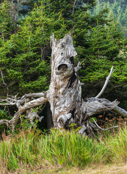 A weathered dead tree snag stands among grassy vegetation against a dense evergreen forest along the Oregon coast.