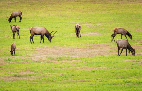 A herd of Roosevelt elk grazes in a grassy pasture at Jewell Meadows Wildlife Area in Clatsop County, Oregon.