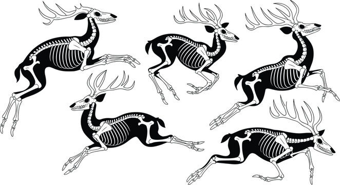 Set of running deer skeletons isolated on white background in vector graphic style