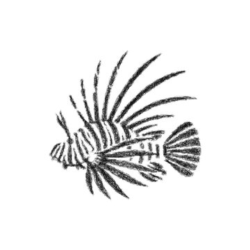 Sketch black and white lionfish logo design