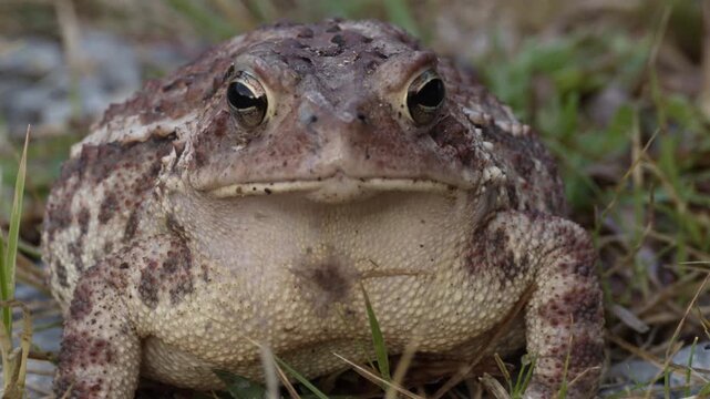 Close-up view of a toads eye and face profile.