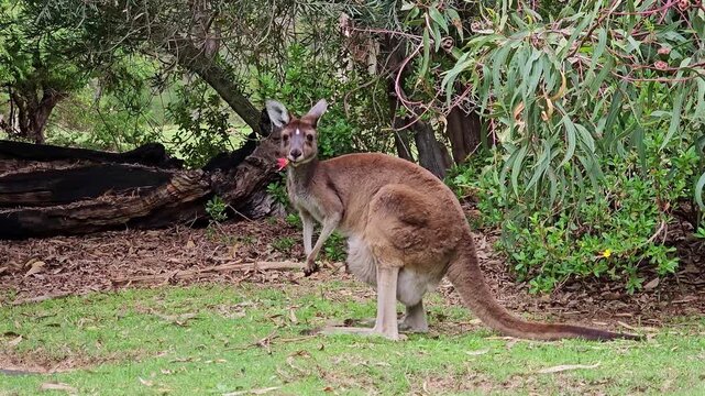 Kangaroo and baby kangaroo standing together in a grassy park surrounded by natural Australian wildlife scenery