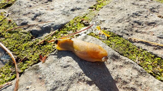 A small slug crawls slowly on mossy stone pavement. This quiet macro scene evokes a calm, curious, and peaceful feeling.