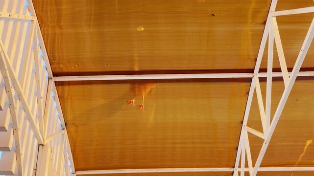 A seagull walks across a translucent golden roof overhead. This warm, sunny view brings a calm, happy feeling of peaceful outdoor wonder.