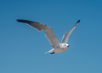Obraz premium Laughing Gull in flight over South Padre Island in Texas