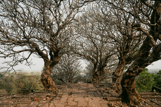 Ancient stone path beneath trees at Wat Phu Champasak