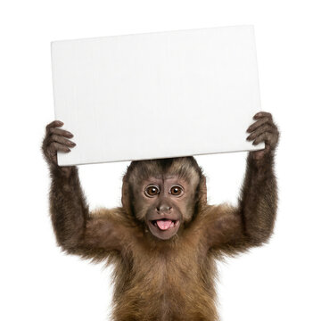 Adorable monkey holding a blank sign perfect for your message or creative advertisement