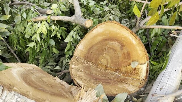 Freshly Cut Tree Trunk Cross Section with Orange Cambium