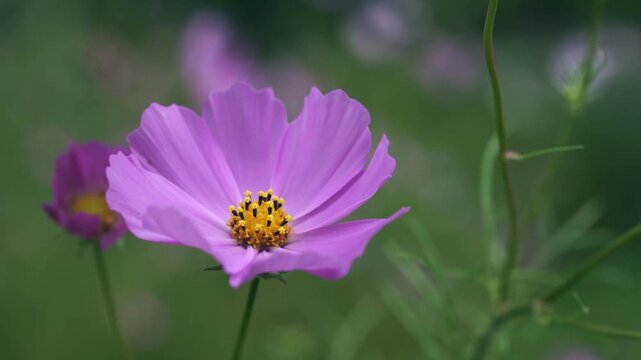 Delicate pink cosmos flower gently swaying in the breeze against a soft green natural background. Peaceful slow motion footage capturing the beauty and tranquility of nature