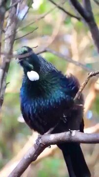 Tui bird perched on a tree branch in a natural forest environment