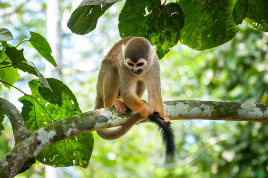 A small squirrel monkey sits on a mossy tree branch in a lush tropical forest environment while holding its long dark tail with its hand