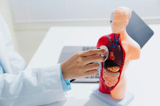 Medical professional carefully examining human anatomy model with stethoscope, focused and professional expression in clinic