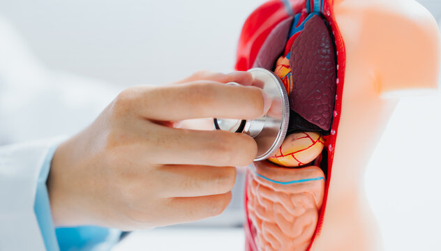 Doctor checking human internal organ model with stethoscope showing professional care and focused expression during medical examination