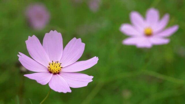 A bee briefly touches a delicate pink cosmos flower before flying away. Beautiful natural 4K footage with soft green background and shallow depth of field