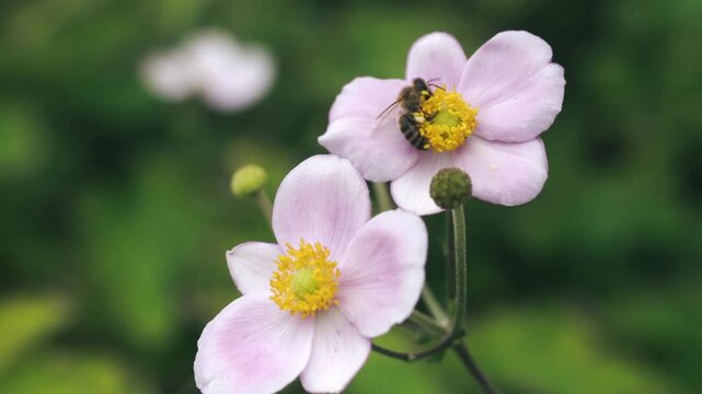 Close-up footage of a bee collecting nectar on a delicate pink Japanese anemone flower. Natural garden scene with soft green background, shallow depth of field and gentle autumn atmosphere