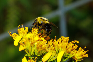 Macro shot of a bumblebee covered in pollen actively foraging on yellow goldenrod flowers. © SFarms