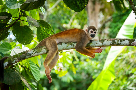 Squirrel Monkey in the Amazon Rainforest of Lago Agrio, Ecuador