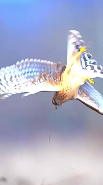 Peregrine falcon flying low over a field with prey in its talons