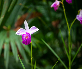 Purple Orchid Flowers in the Amazon Rainforest of Ecuador © Yessstockphoto