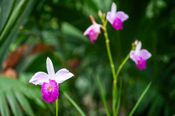 Exotic Purple Orchids Growing in Ecuadorian Amazon Forest © Yessstockphoto