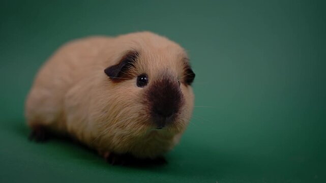 Front Portrait of a Beige Guinea Pig on Green Background