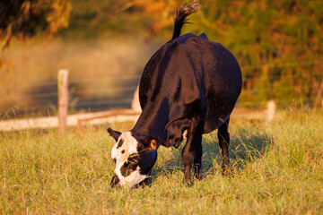 Black and white beef cow grazing in a summer pasture during golden hour with its tail swishing to control flies. © SFarms
