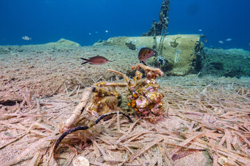 Beechcraft RU-21A Aircraft Wreck Dive in Anavyssos Bay © Evgenios