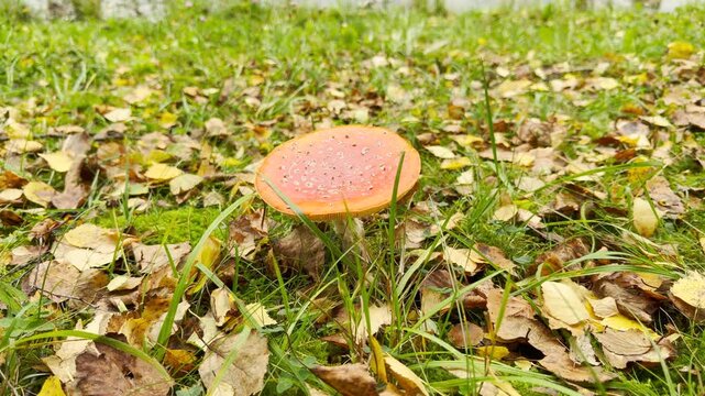 A bright fly agaric mushroom grows among fallen autumn leaves and grass in Pushkin, Saint Petersburg. This magical view brings a joyful sense of peaceful wonder and quiet charm.