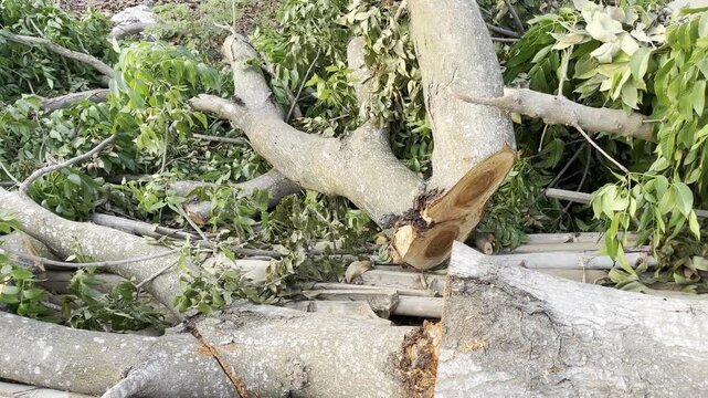 Medium Shot of Freshly Cut Tree Trunk with Orange Core Texture