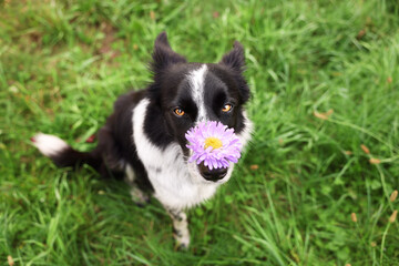 Obraz premium Cute Border Collie dog with flower on green grass, above view