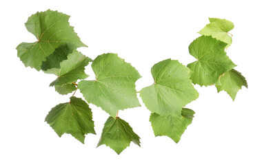 Obraz premium Grape branch with leaves isolated on white