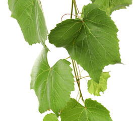 Obraz premium Grape branch with leaves isolated on white