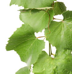 Obraz premium Grape branch with leaves isolated on white