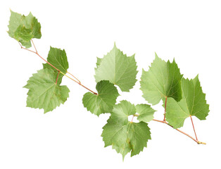 Obraz premium Grape branch with leaves isolated on white