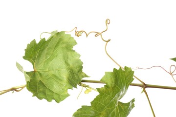 Obraz premium Grape branch with leaves isolated on white