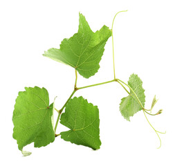 Obraz premium Grape branch with leaves isolated on white
